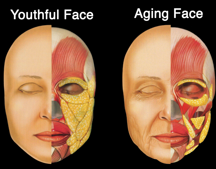 youthful/ageing face, What is the Golden Proportion? Smyli